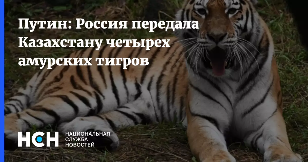 Россия передала Казахстану четырех амурских тигров, заявил Владимир Путин.