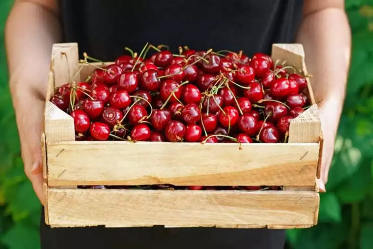 Как выбрать самую вкусную черешню — на что обратить внимание перед покупкой - новости на Lada.kz 27.05.2026