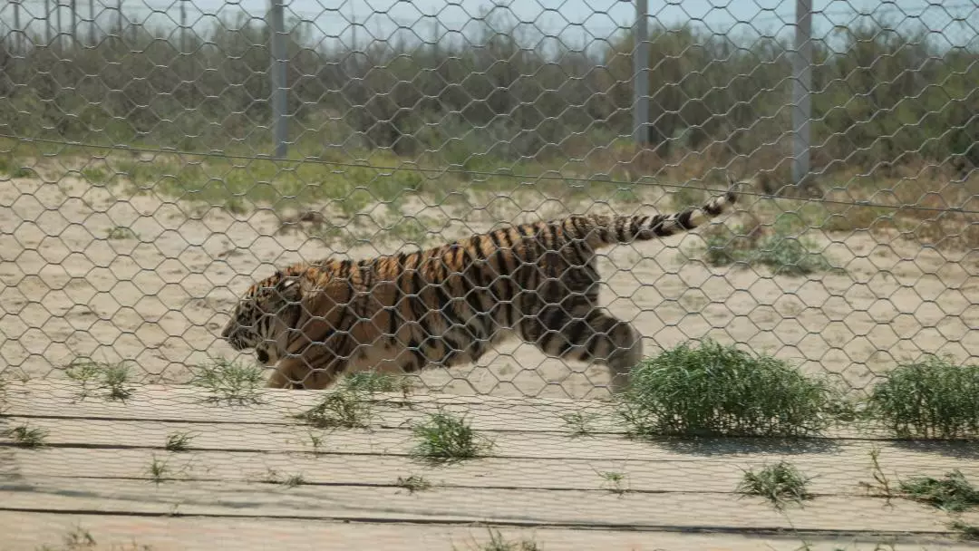 Қазақстанға алғашқы амур жолбарыстары жеткізілді