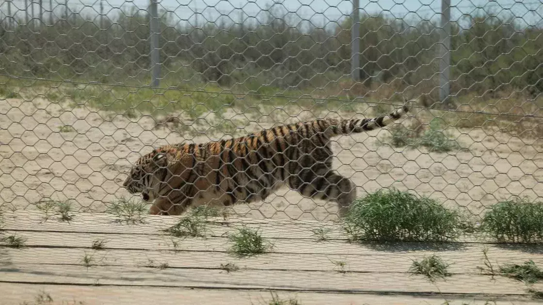 Қазақстанға амур жолбарыстары әкелінді