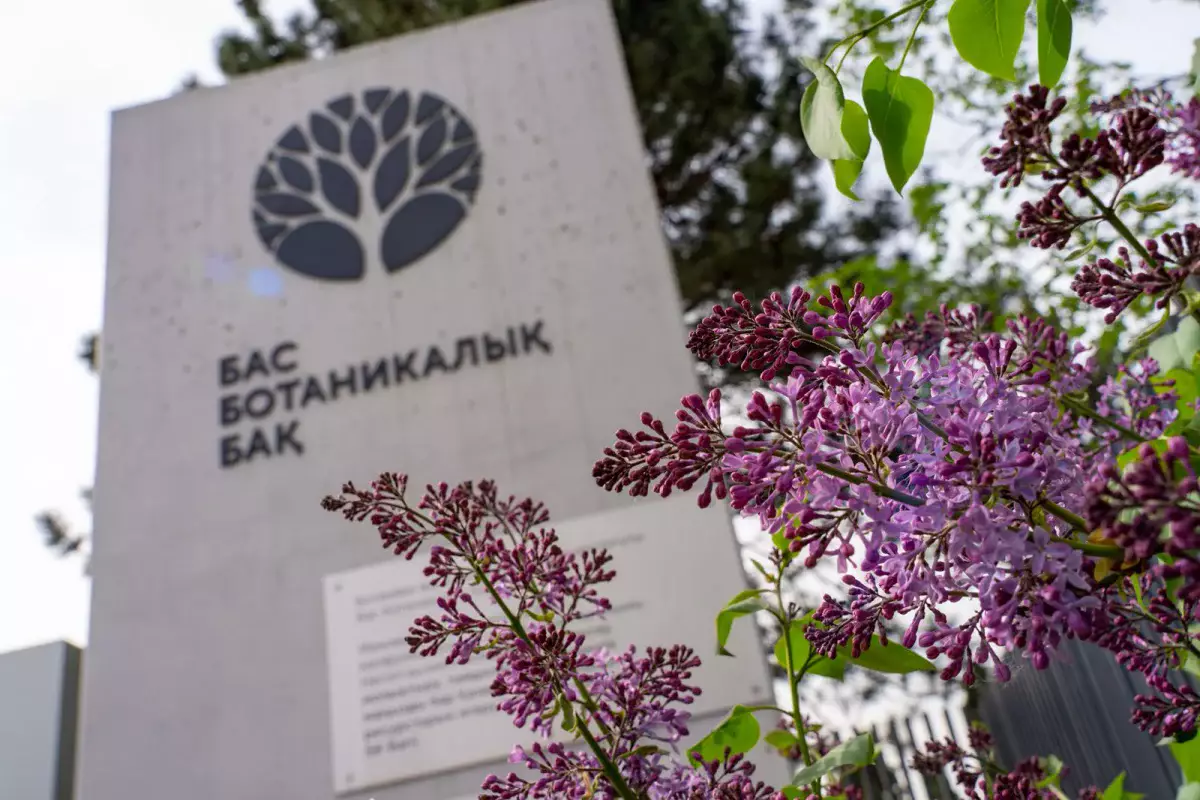 Алматының ботаникалық бағында сирек өсімдіктің қоры жасалады