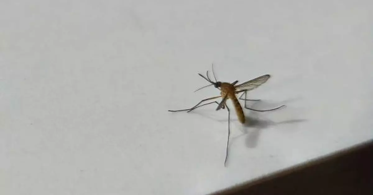  Саяхаттап жүргенде маса шаққан 37 жастағы әйел жансақтау бөліміне түсті 