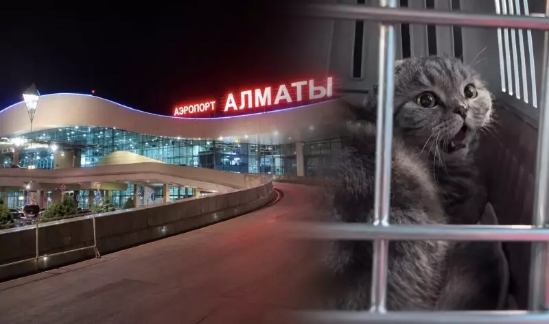 Казахстанка заявила о жестоком обращении с кошкой в аэропорту Алматы