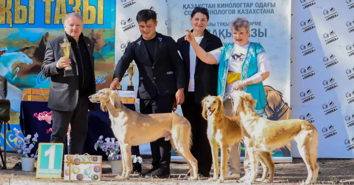  Семейде қазақы тазының үздіктері анықталды 