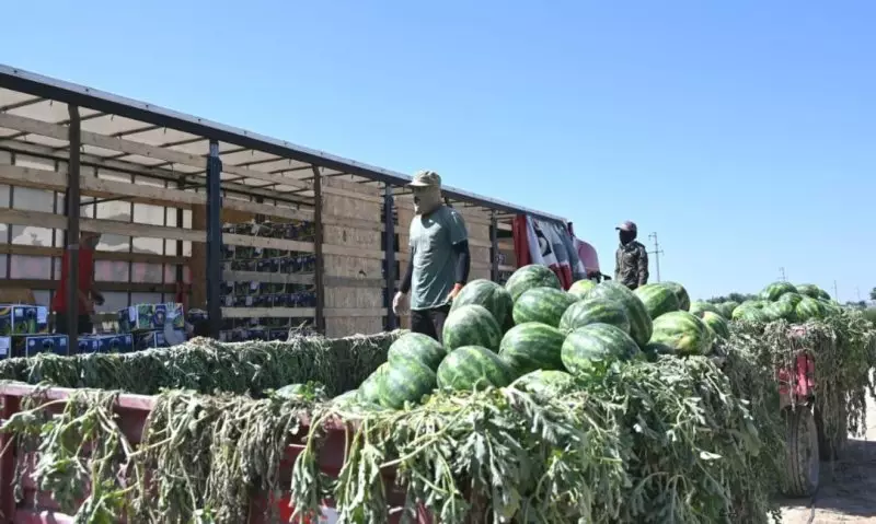 Россияне получили арбузы и дыни нового урожая из Казахстана