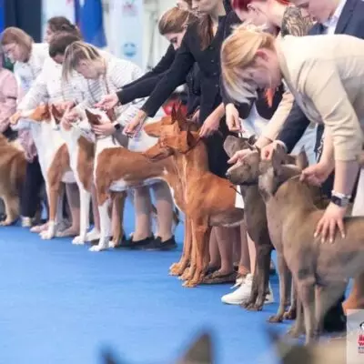Казахстанские тазы прибыли в Италию на всемирную выставку собак —  World Dog Show 2026