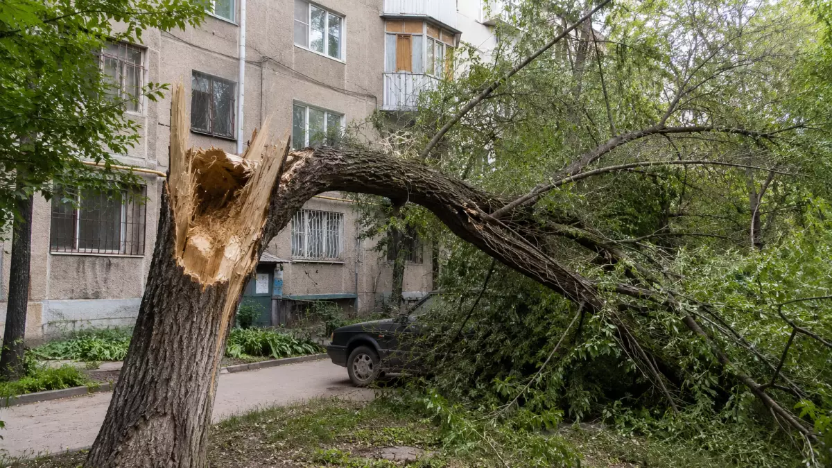 Алматыда 84 мыңға жуық қауіпті ағаш бар: Олардың жартысынан көбі аулаларда орналасқан