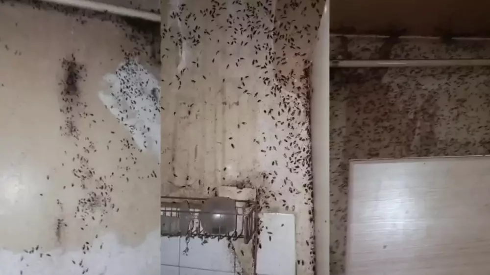 Қорқынышты фильмдегідей: Ақтауда жәндік қаптаған пәтер видеоға түсірілді