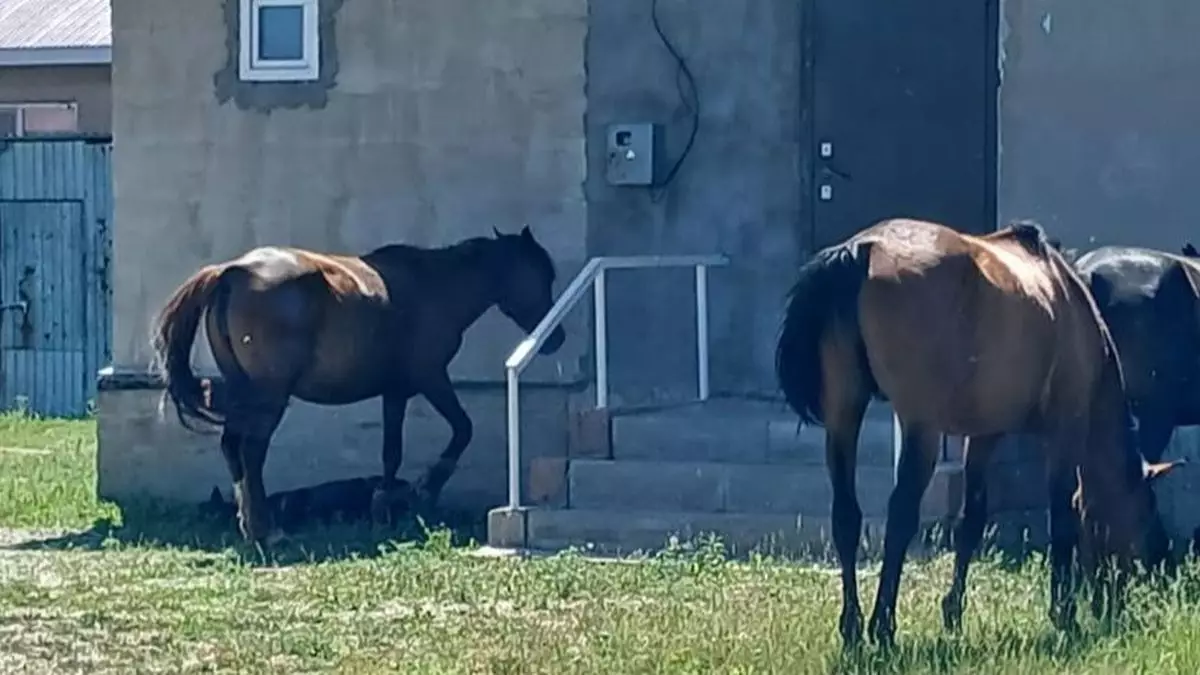 В Коянды табуны лошадей разрушают дворы и огороды