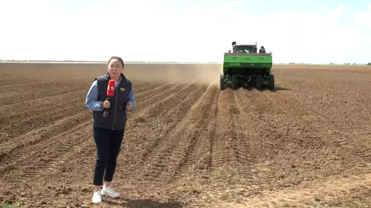 Аграрии ЗКО рассчитывают на высокий урожай картофеля