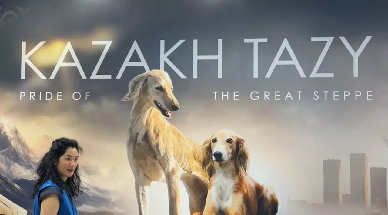 Казахский тазы покоряет World Dog Show 2026 в Италии