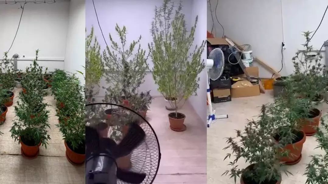  Алматыда көпқабатты үй жертөлесінен жасырын есірткі плантациясы табылды 
