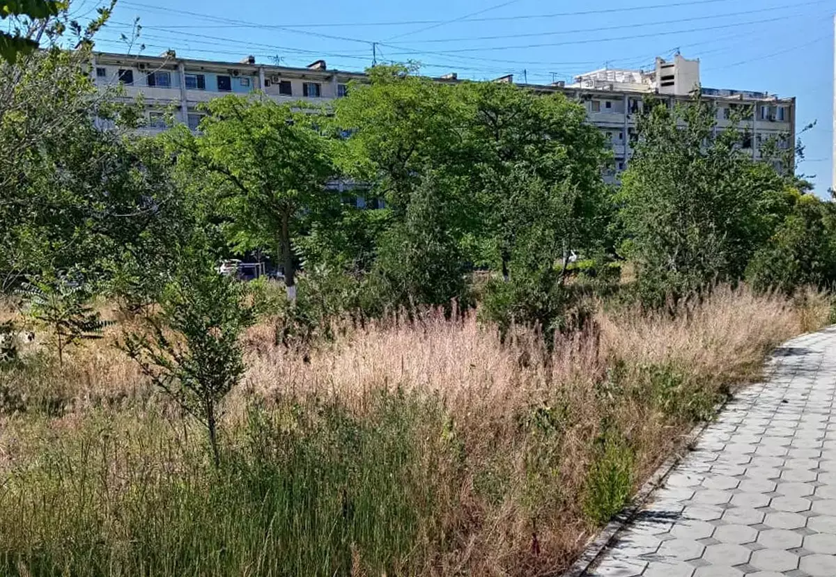 «Достаточно одной спички»: жители Актау опасаются пожара в сквере Шевченко - новости на Lada.kz 06.06.2026