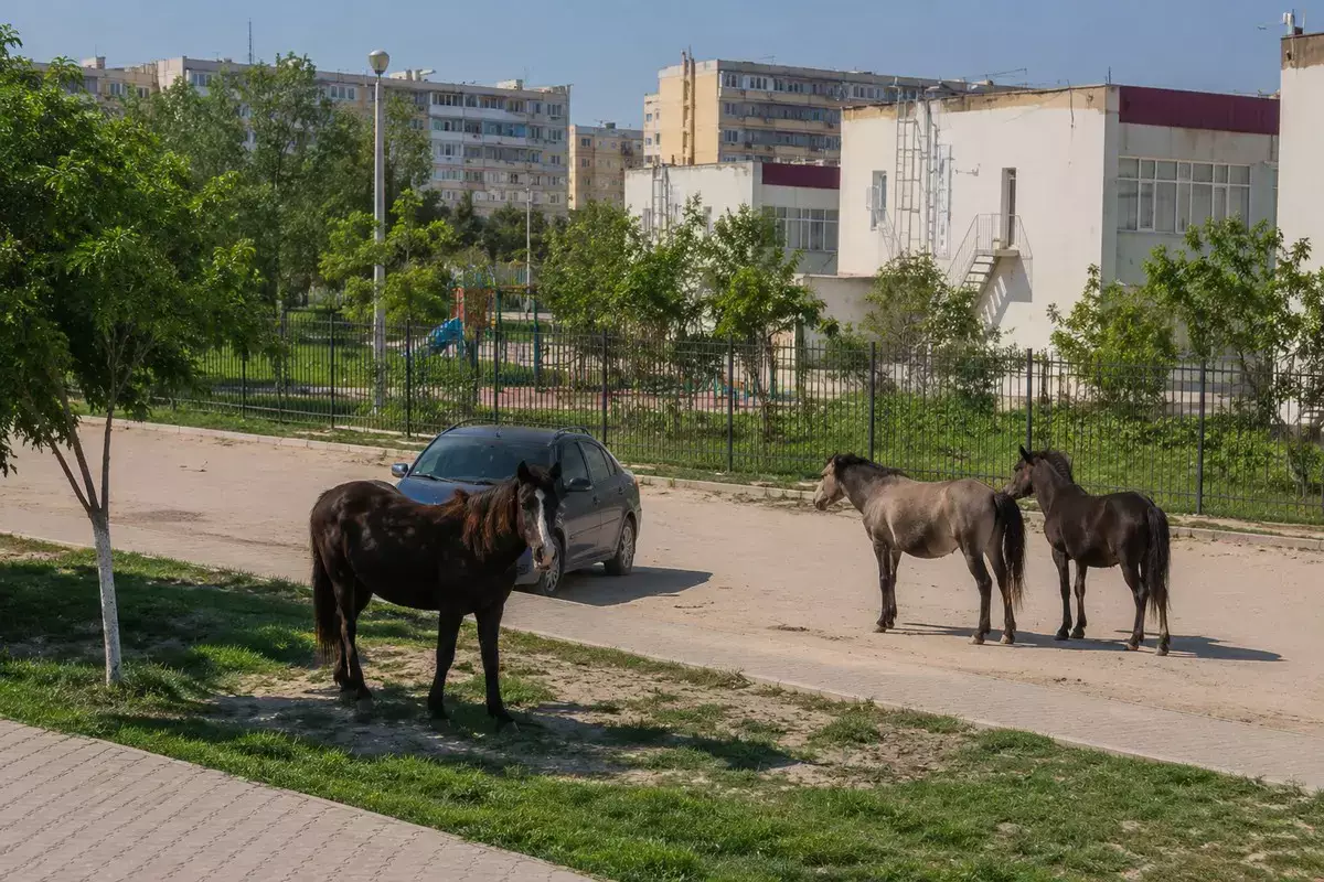 Город для людей или для лошадей? Как в Актау борются с бесхозными животными - новости на Lada.kz 06.06.2026
