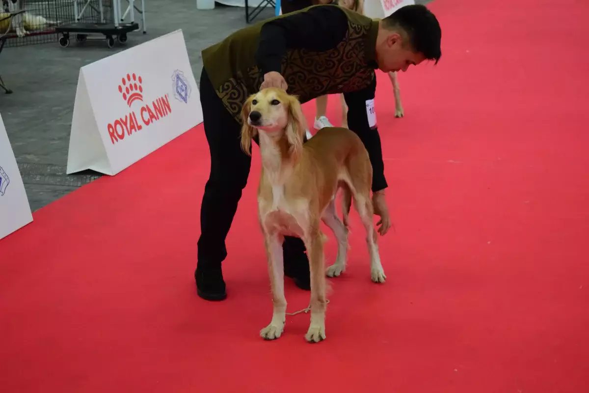 Казахский тазы триумфально представлен на World Dog Show 2026 в Болонье