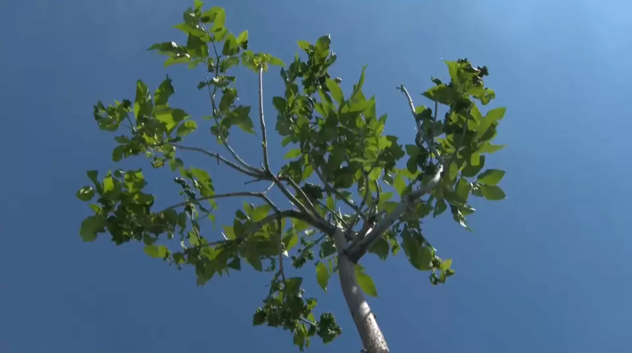 До 2030 года в Атырау планируется посадить 1 млн деревьев