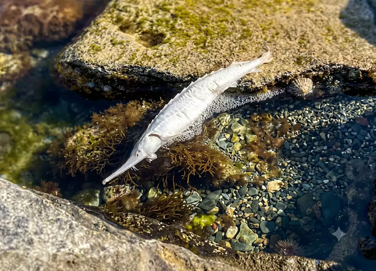 На набережной Актау обнаружили мёртвого осетра - новости на Lada.kz 08.06.2026