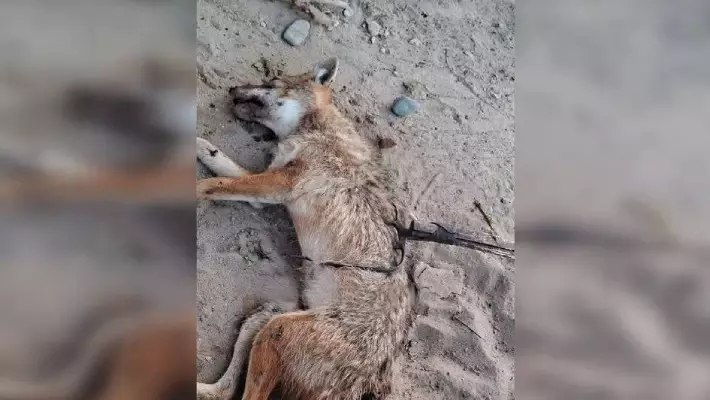 В Сырдарье шакал напал на четырех человек