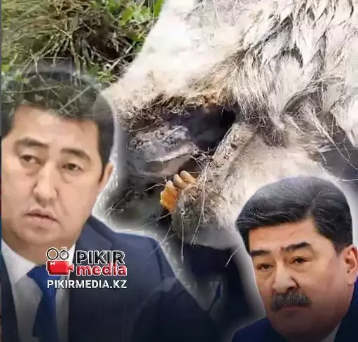 «Заражают скот»: Правда ли, что в Карагандинской области гибнут сайгаки и распространяют болезнь?