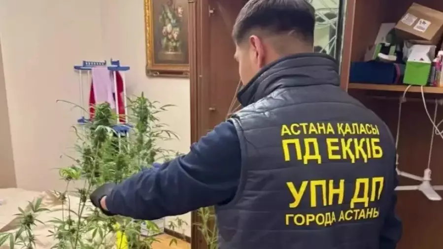 Жатын бөлмедегі құпия зертхана: тарологтың үйінен марихуана тәркіленді 