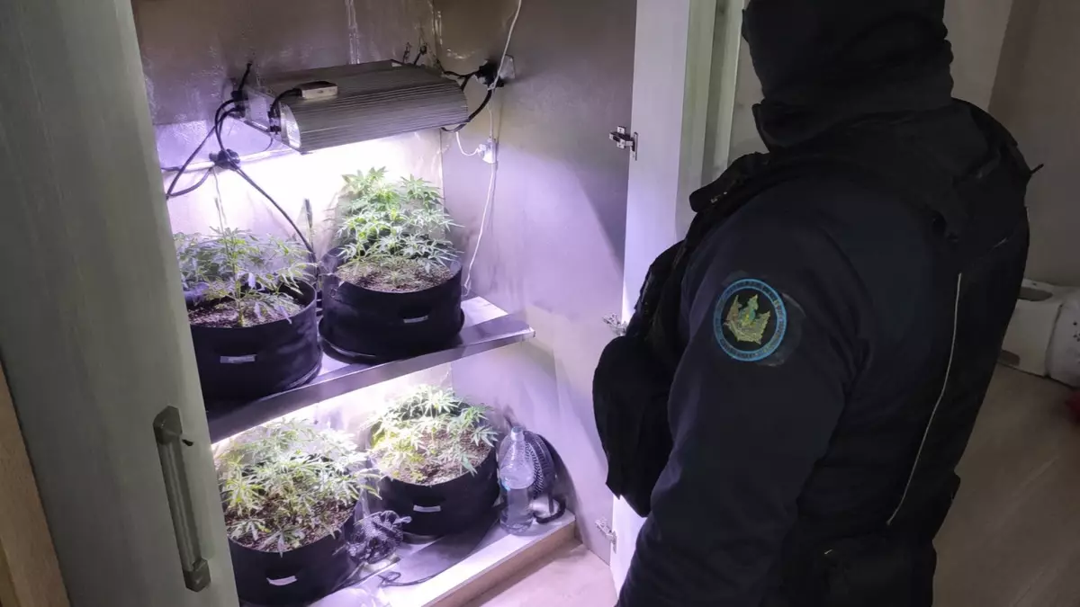  Астанада таролог әйел үйінде марихуана өсірген 