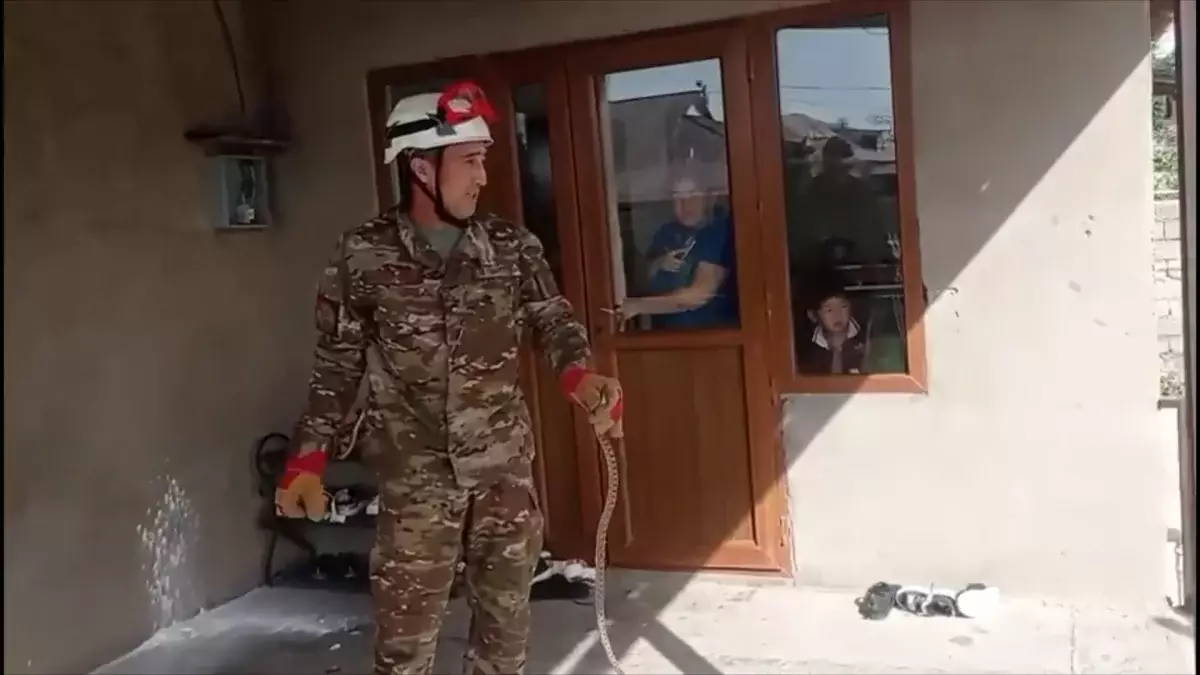 Көпқабатты үйге кіріп жатыр: Шымкентте жылан көбейді