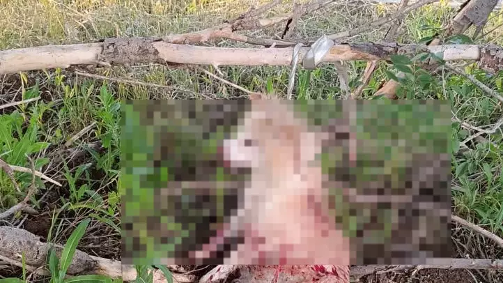 Житель Степногорска пытался "усыпить" собаку молотком: дело расследует полиция