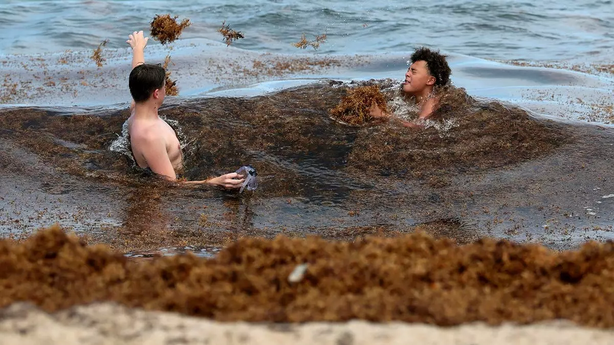 Рекордное вторжение водорослей заставляет отдыхающих на пляже задыхаться от запаха, вызывая опасения за здоровье.