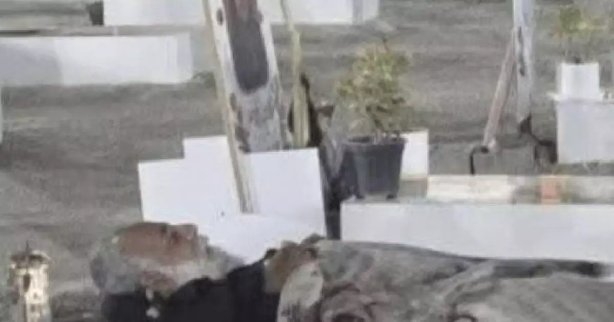  Ұлынан айырылған әке зиратта қонып жүр 