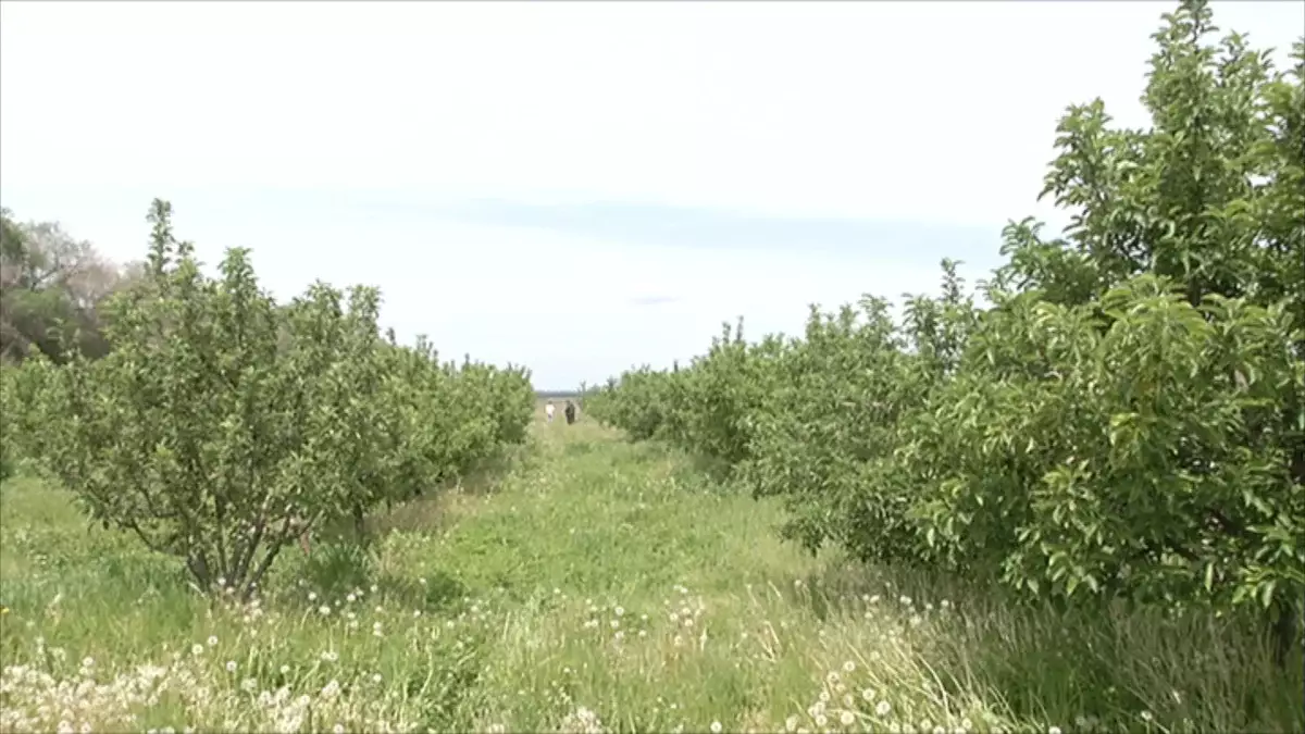 Ауыл шаруашылығы жерлерін цифрландыру: Алматыда халықаралық конференция өтті