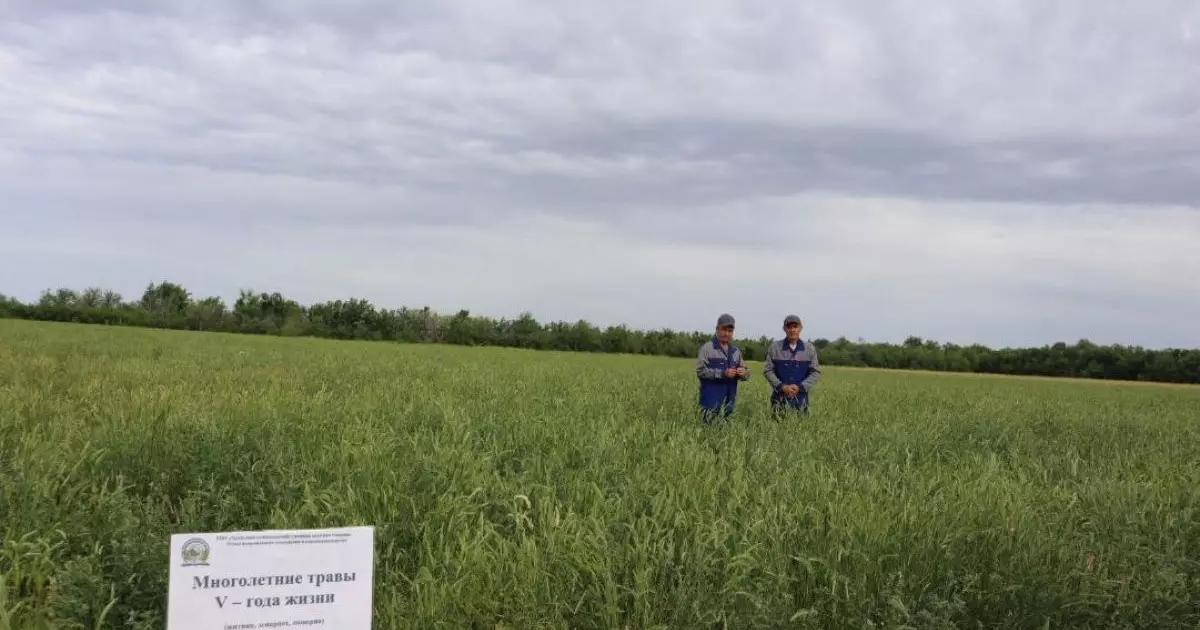  Қазақстандық ғалымдар тозған жайылымдарды қалпына келтіру технологиясын патенттеді 