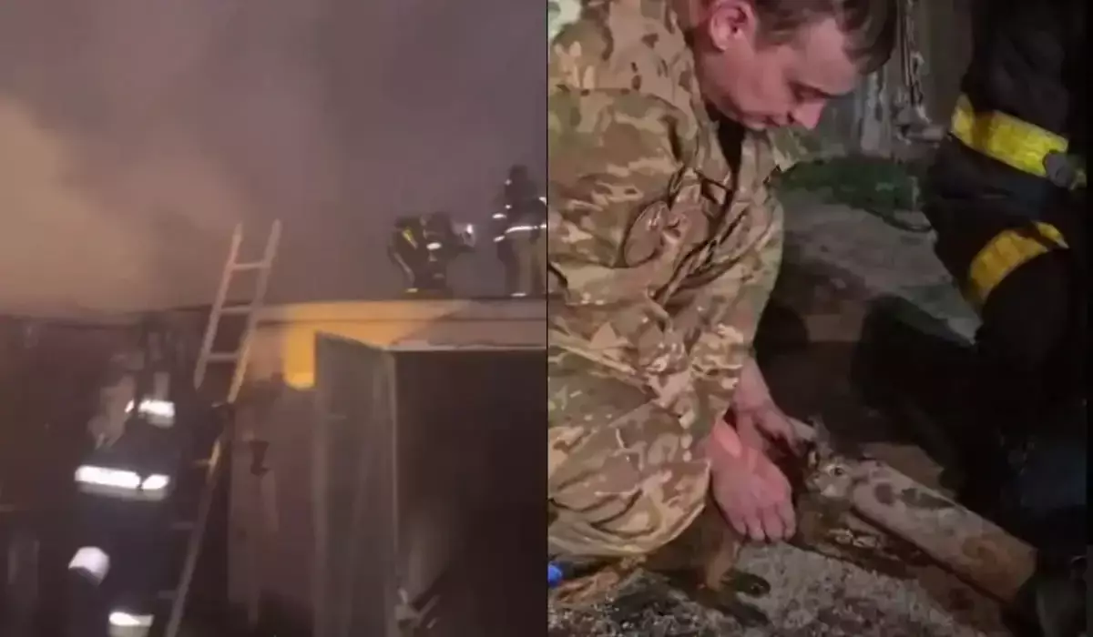20 кошек и собаку спасли из горящего дома в Караганде