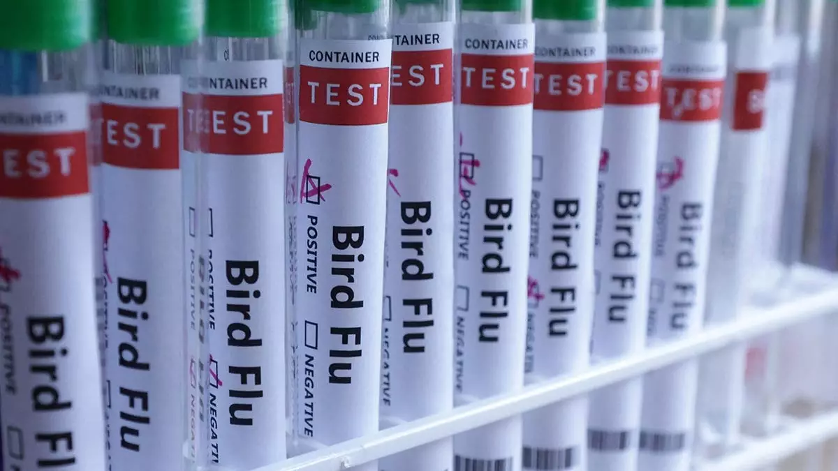 Птичий грипп H5N1 впервые подтверждён в Австралии, что означает, что вирус теперь достиг всех континентов.