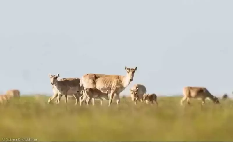 Сайгачьи патрули появились в Казахстане