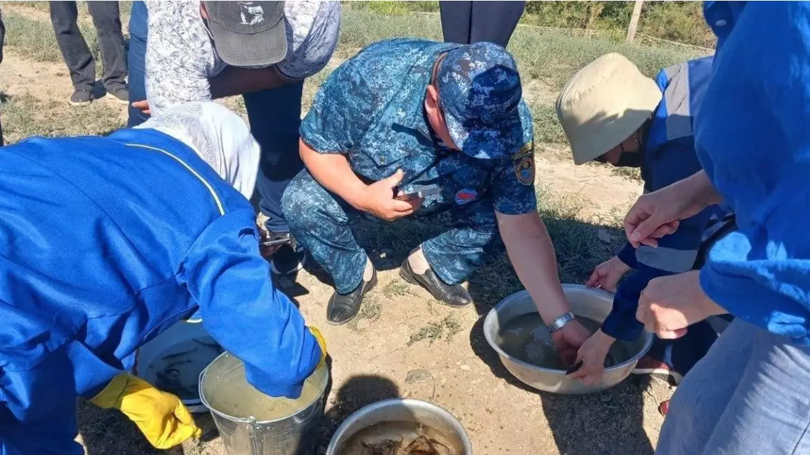 Жайық өзеніне 1 миллионнан астам бекіре шабағы жіберілді