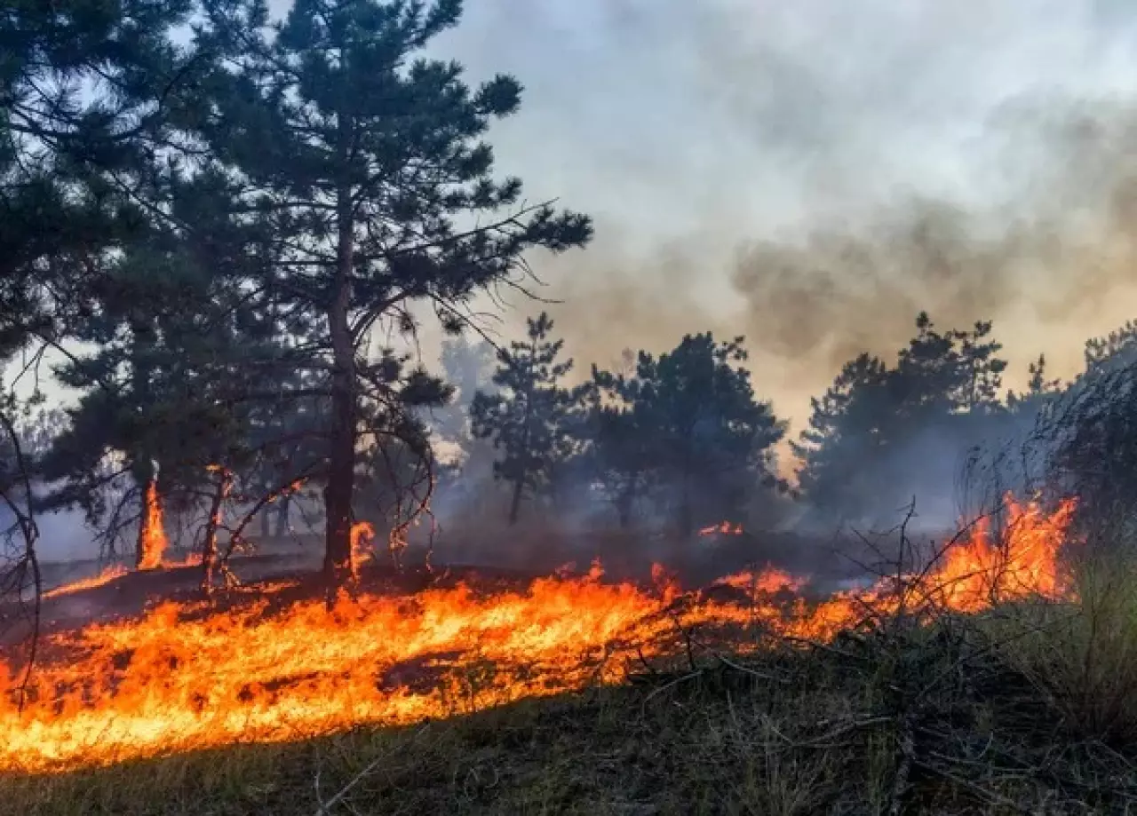 ШҚО ормандарында өрт қаупінің ең жоғары деңгейі жарияланды