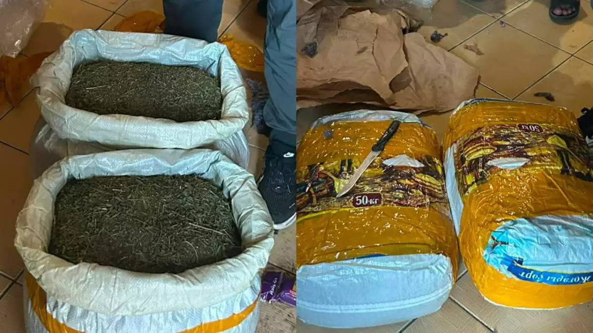 Маңғыстауда 20 келіге жуық марихуана тәркіленді