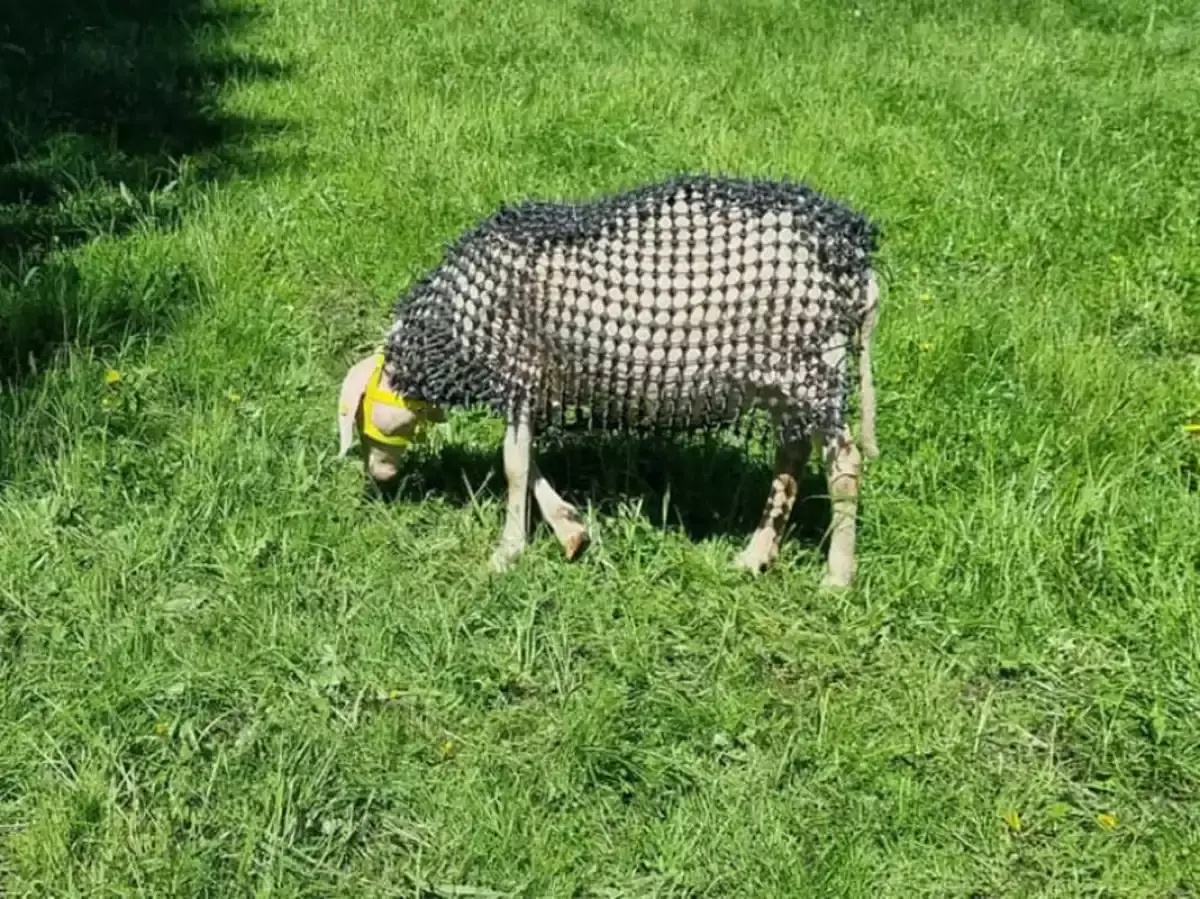 Қасқырдан қорғанудың жаңа тәсілі: Австрияда брондалған қойлар пайда болды