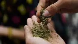  Ақтауда 20 келіге жуық марихуана тәркіленді 