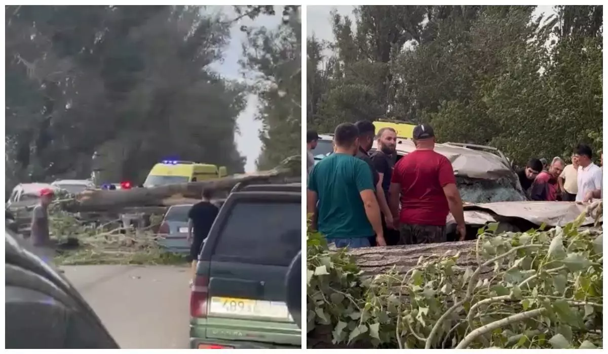 Алматы облысында ағаш құлап, көліктерді басып қалды: Зардап шеккендер бар (видео)