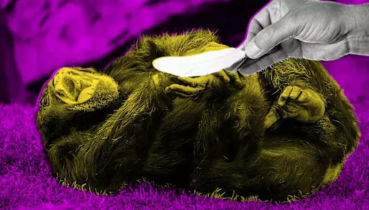 Ученые опубликовали крайне серьезное исследование о том, вызывает ли щекотка у обезьян смех.