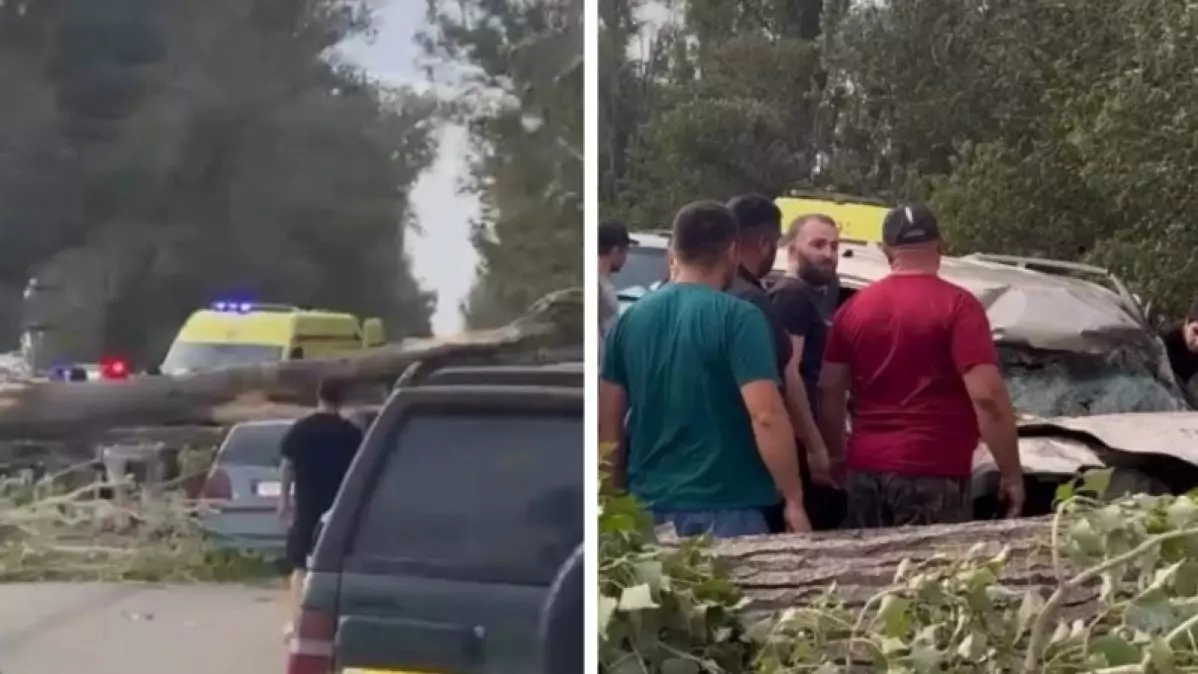 Алматы облысында алып ағаш екі көлікті басып қалды
