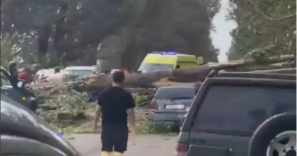  Алматы облысында екі автокөлікке ағаш құлады 