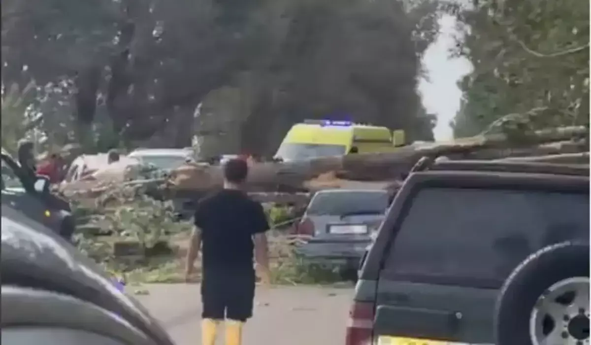Дерево рухнуло на два автомобиля в Алматинской области: есть пострадавшие