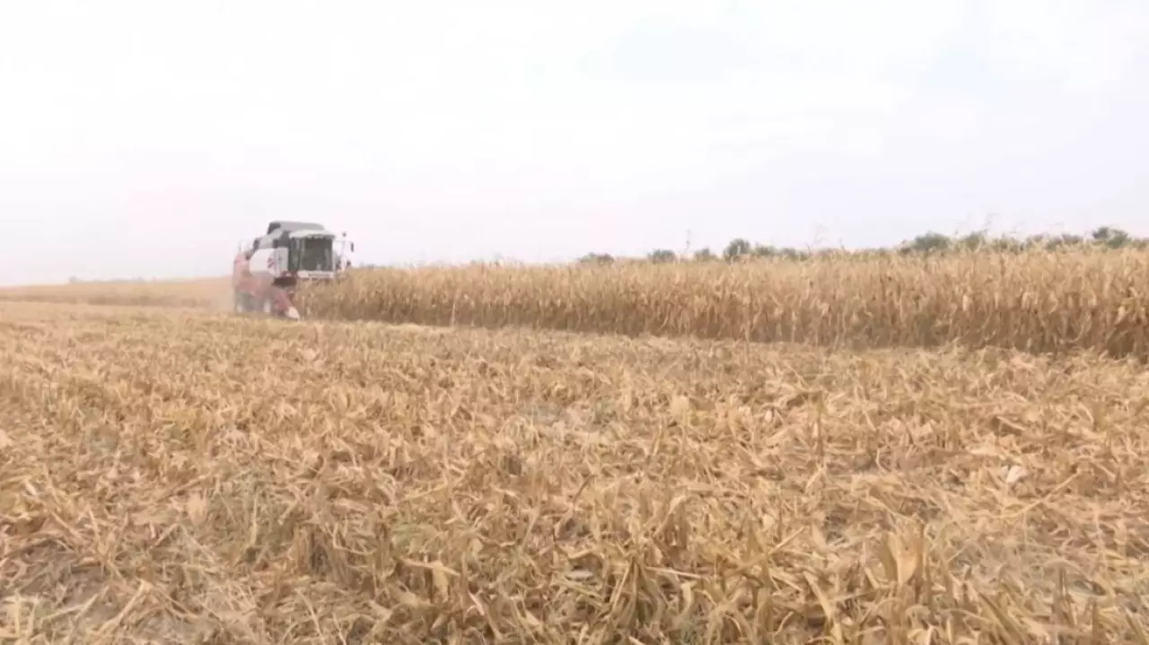 Ввоз пшеницы запретят в Казахстане