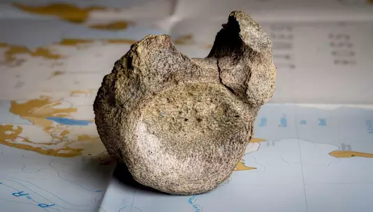 Первая кость динозавра из Антарктиды найдена в ящике стола.