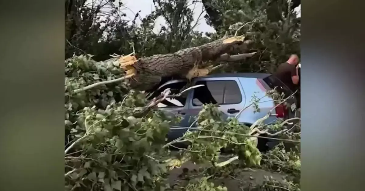  Алматы облысында көліктің үстіне ағаш құлап, бір әйел көз жұмды 