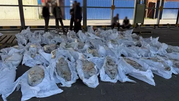 В порту Санкт-Петербурга обнаружили полтонны кокаина в тушах тунца