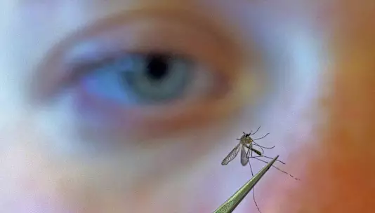 CDC призывает людей защищаться от укусов комаров, так как сезон вируса Западного Нила начался рано и протекает активно.