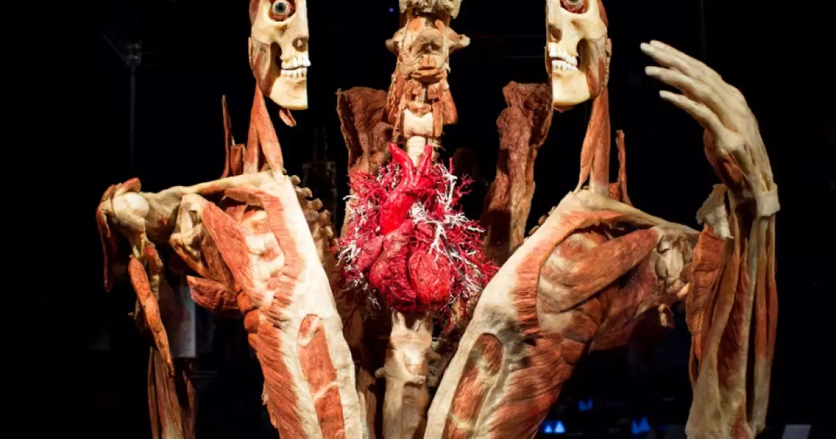  Body Worlds Amsterdam: өмірде болған адамдардың дене мүшелері қойылған көрме 